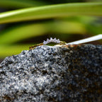 A crown-shaped diamond ring on a rough textured stone, with green plant leaves in the background.