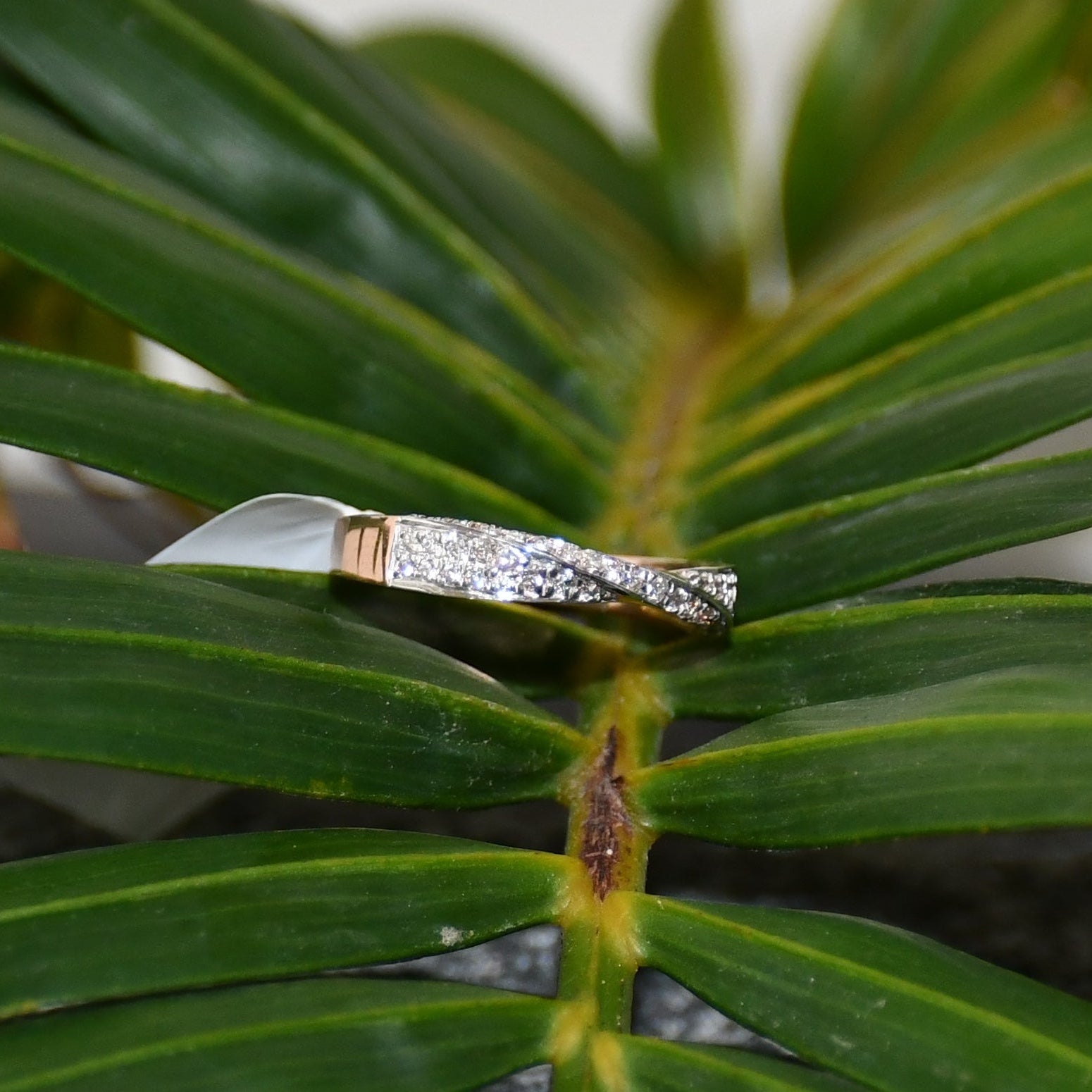 Elegant two-tone diamond ring featuring intertwined bands of rose gold and white gold, adorned with small round-cut diamonds, displayed on a green leaf.