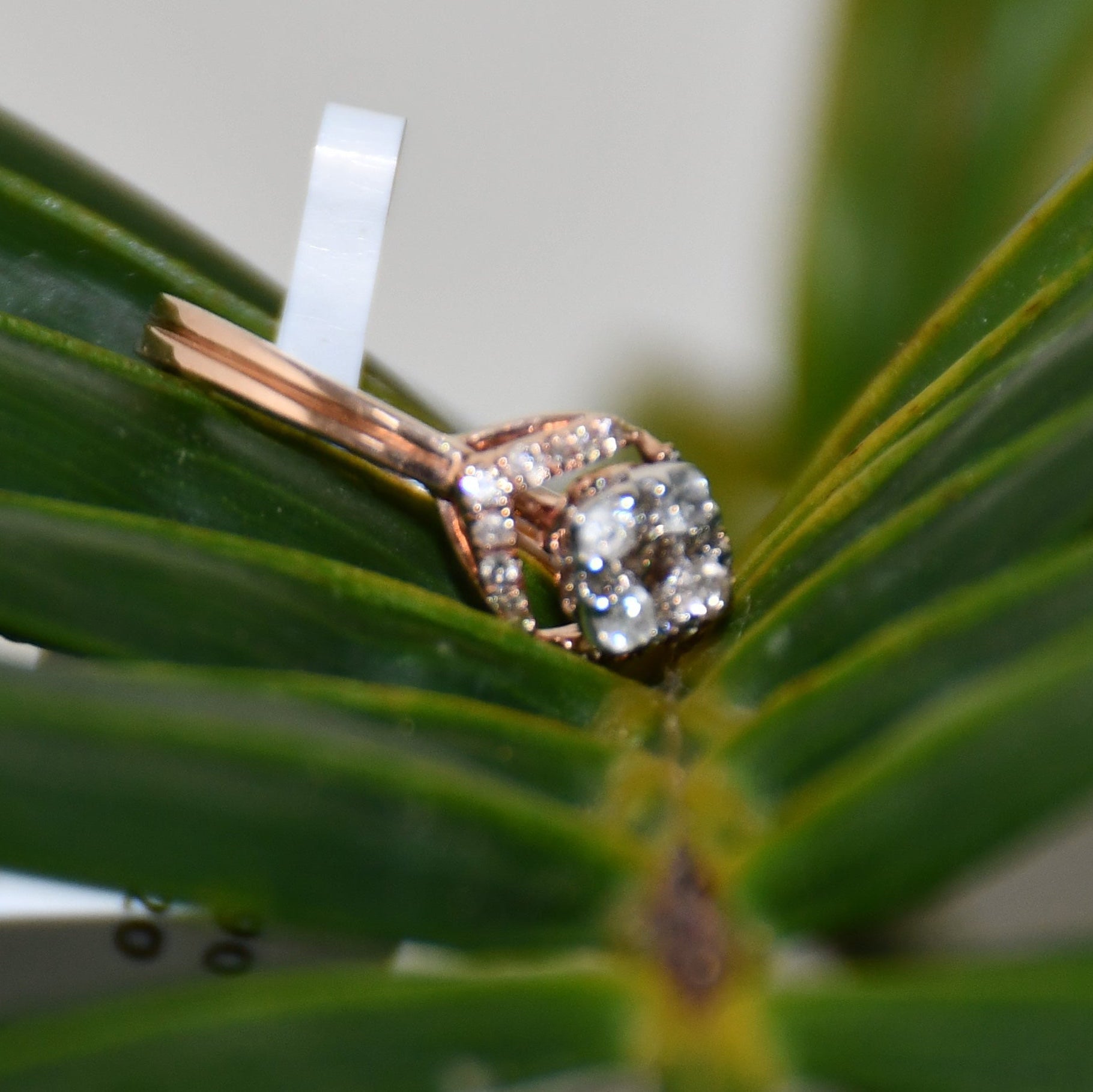 A gold ring with a central diamond surrounded by smaller diamonds set in a solid gold band is displayed on a leafy surface.