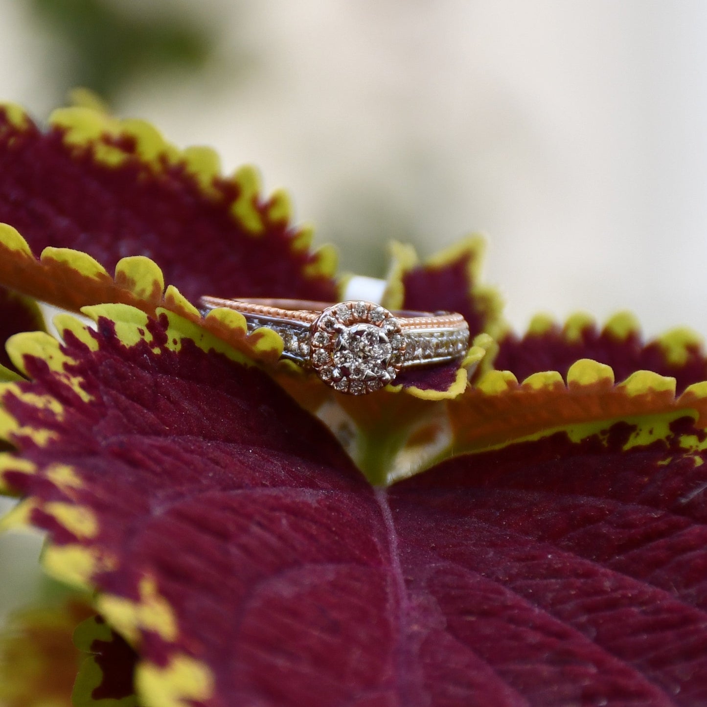 Close-up of a gold diamond ring displayed on a dark pink and light yellow color flower, featuring a round-cut center diamond surrounded by a delicate halo and a tapered band accented with small pavé-set diamonds and fine milgrain detailing.