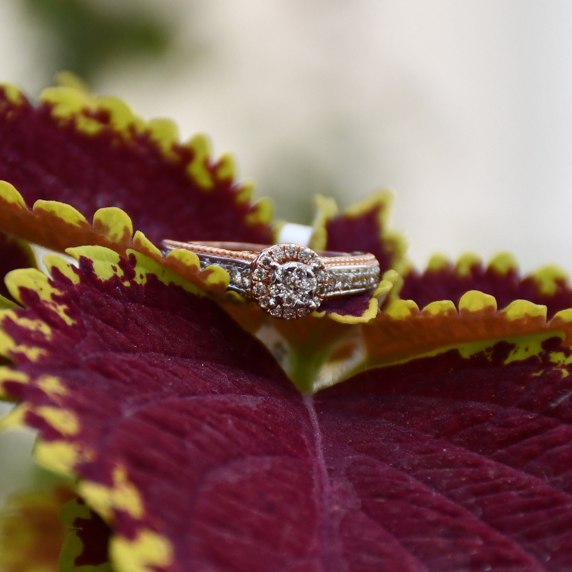 Close-up of a gold diamond ring displayed on a dark pink and light yellow color flower, featuring a round-cut center diamond surrounded by a delicate halo and a tapered band accented with small pavé-set diamonds and fine milgrain detailing.